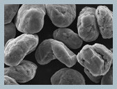 Pureza alta material de Li-Ion Batteries Hensen Graphite Anode