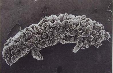 A grafite da plumbagina do carbono de 99% pulveriza 300ml/G a chama - retardador